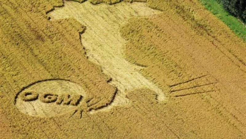 gmo italy x Credit: Seed Freedom