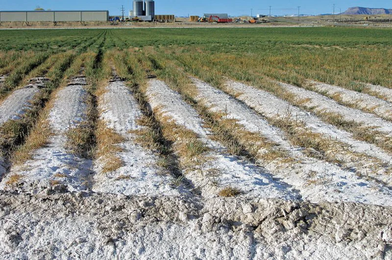 Credit: Donald Suarez/USDA Salinity Laboratory