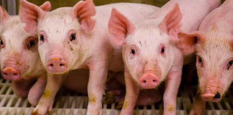 pigs pigs