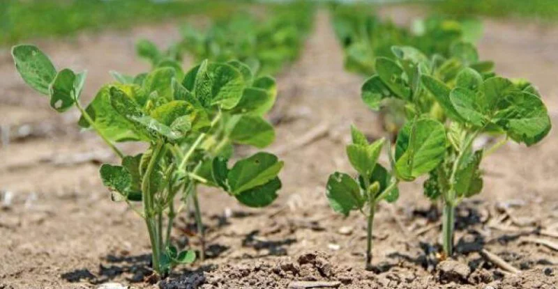 soybeanseedlingsdfp soybeanseedlingsdfp
