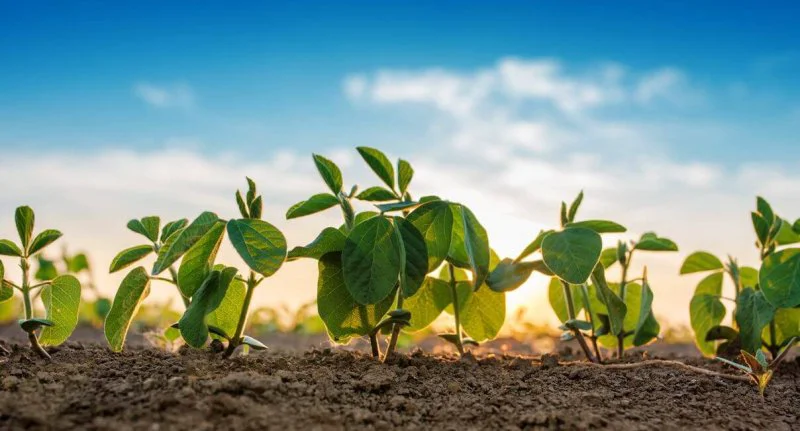 safeguarding future food supply x Credit: iStock