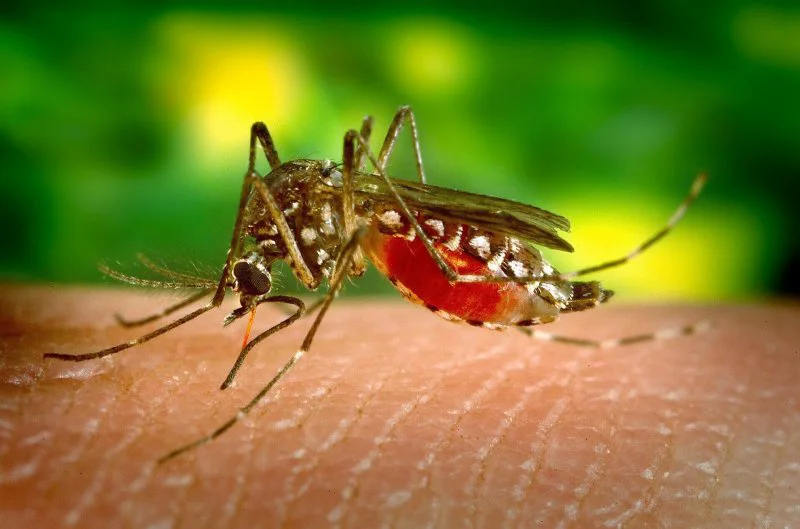 mosquito mosquito