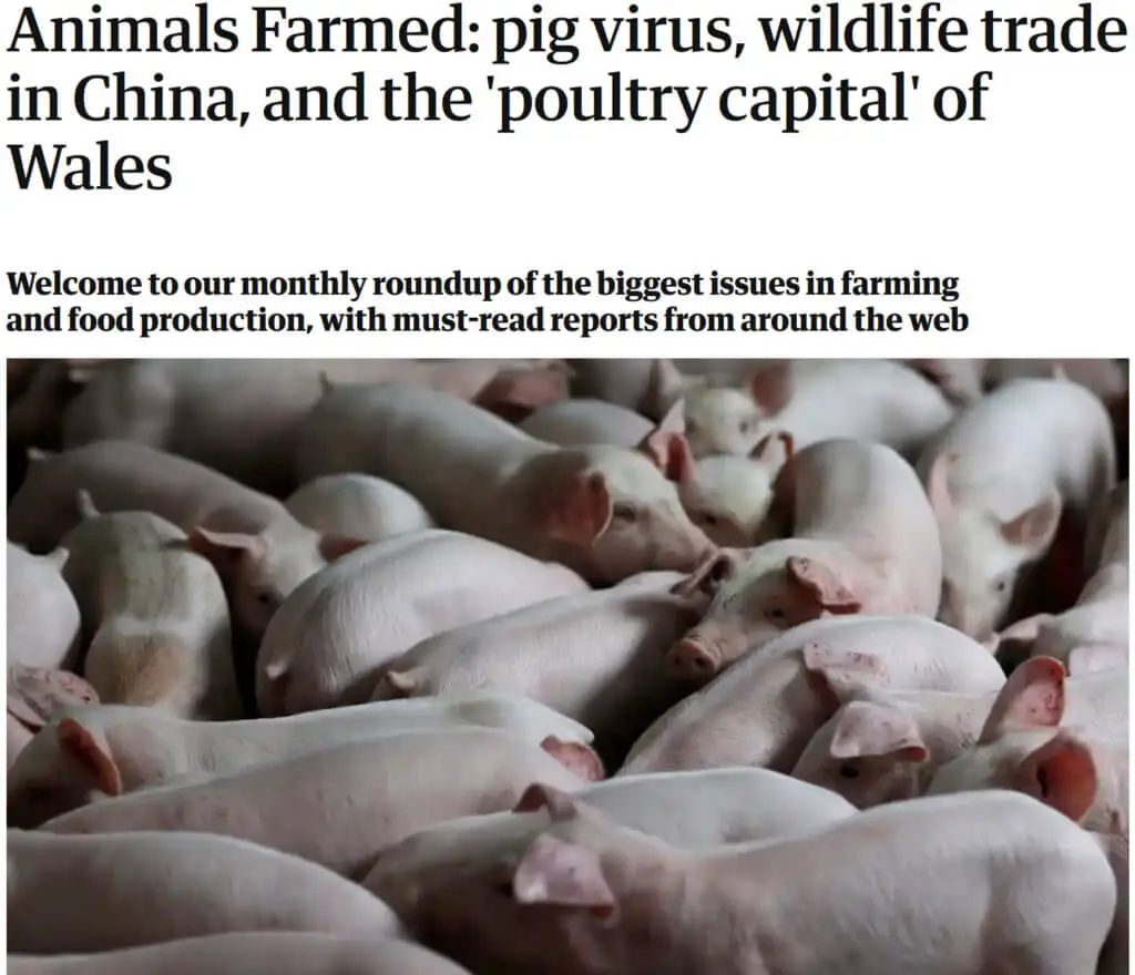 screenshot animals farmed pig virus wildlife trade in china and the poultry capital of wales screenshot animals farmed pig virus wildlife trade in china and the poultry capital of wales