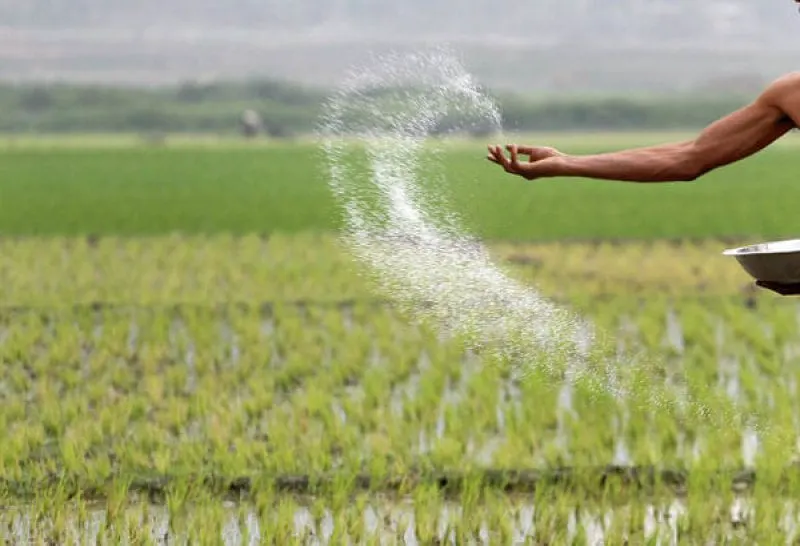 Fertilizer Farm Rice Field Fertilizer Farm Rice Field