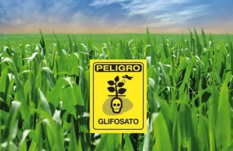 screenshot mexico sets date for ban of glyphosate present in herbicides and in corn the mazatlan post screenshot mexico sets date for ban of glyphosate present in herbicides and in corn the mazatlan post