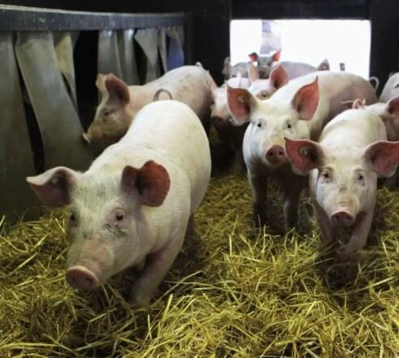 pigs human organs feature pigs human organs feature