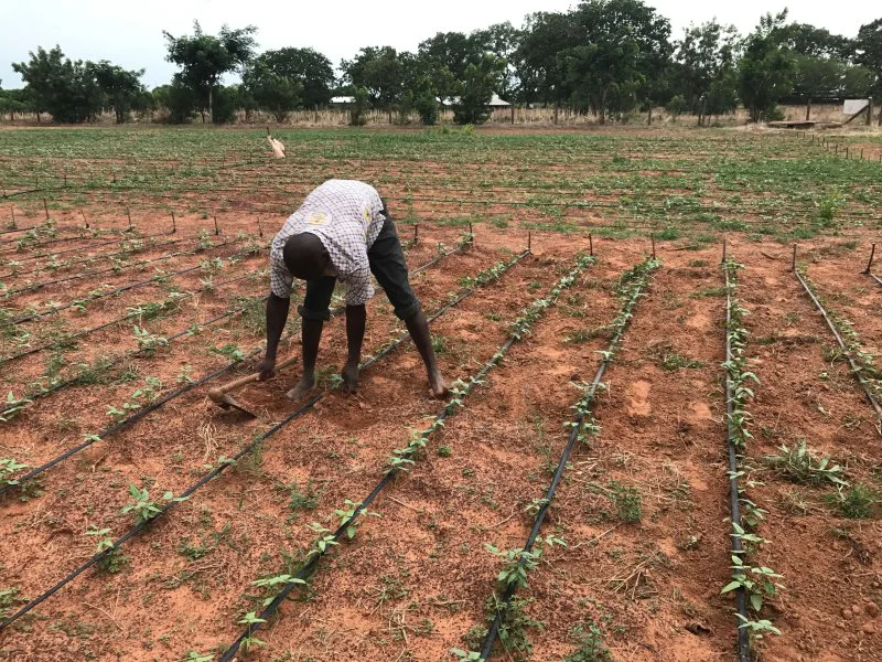 bt cowpea fields