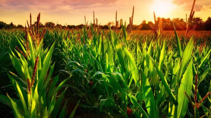 gmo corn field x