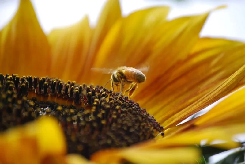 bee sunflower bee sunflower