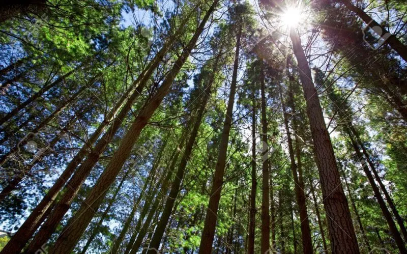 sun shining through tall trees in forest