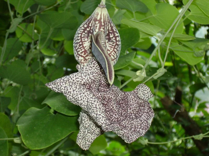 aristolochia labiata