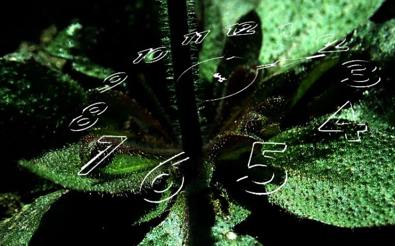 Credit: Truly Curious