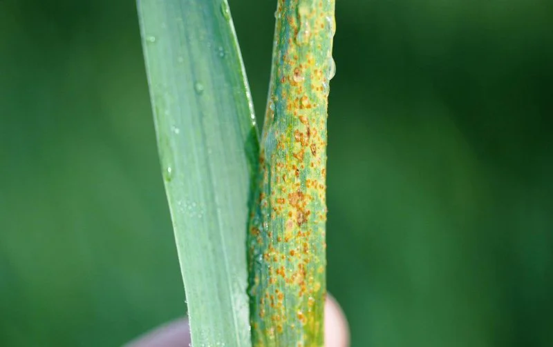 Credit: Donald Groth/Louisiana State University AgCenter