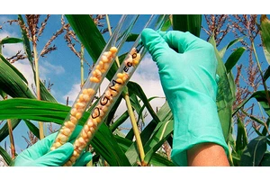 Latin American researchers use gene editing to develop new crops that benefit farmers and consumers
