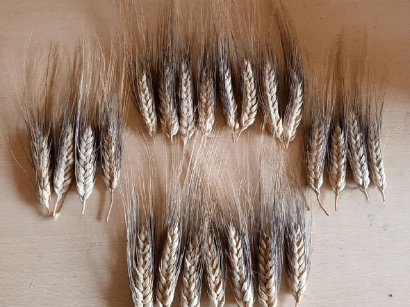 Credit: Michael Major/Crop Trust