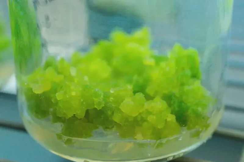plant callus tissue culture