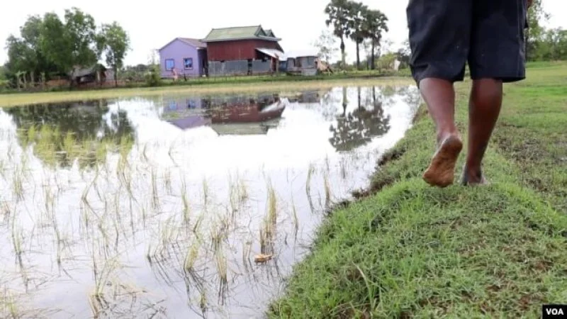 Cambodian rice farmer Prak Nhorn says storms, floods and salt water are ruining rice paddies in his village. A CRISPR edit could make these phenomena a non-issue. Credit: Sun Narin via VOA