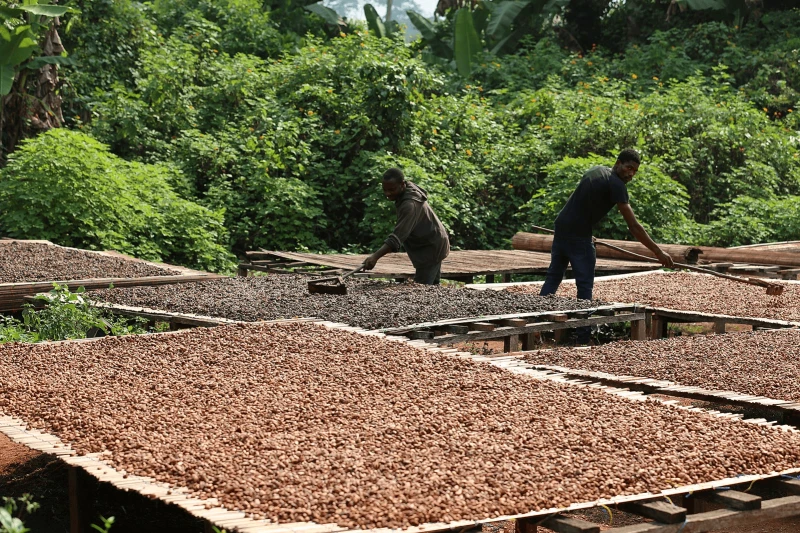 S_C3_A9chage_cacao_yaound_C3_A9