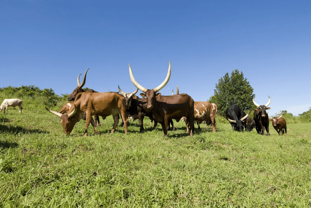 ankole cows g cb