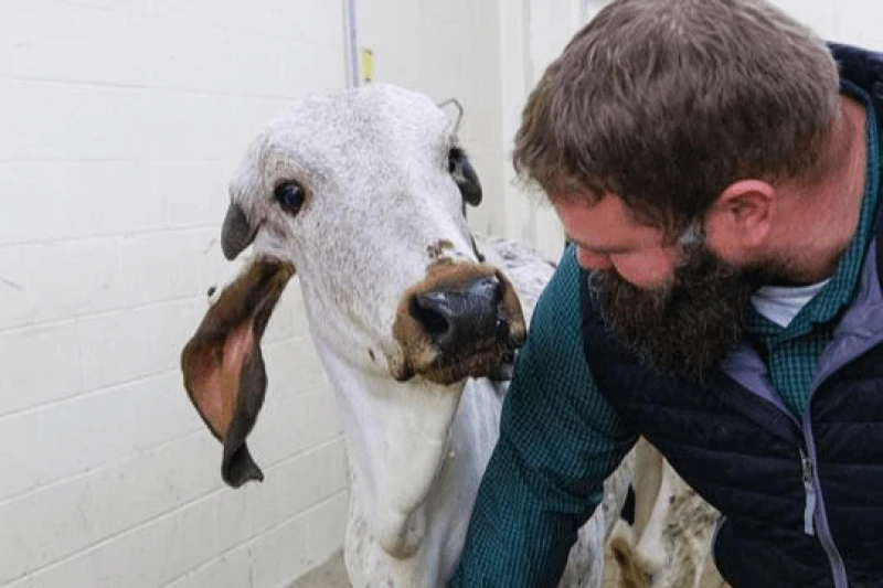 Brian Vander Ley of the University of Nebraska-Lincoln’s School of Veterinary Medicine, poses with Ginger, a cow that has been gene-edited for resistance to BVDV. Credit: Source: Craig Chandler via University Communication and University of Nebraska-Lincoln