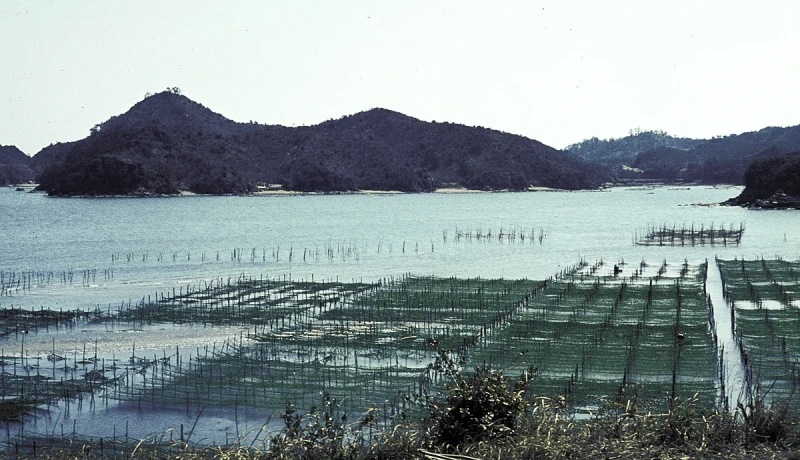 Seaweed farming off the coast of Japan. Credit: H. Grobe via CC-BY-3.0