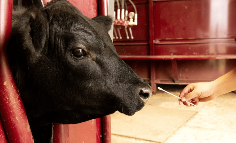 Credit: Fred MIller via University of Arkansas