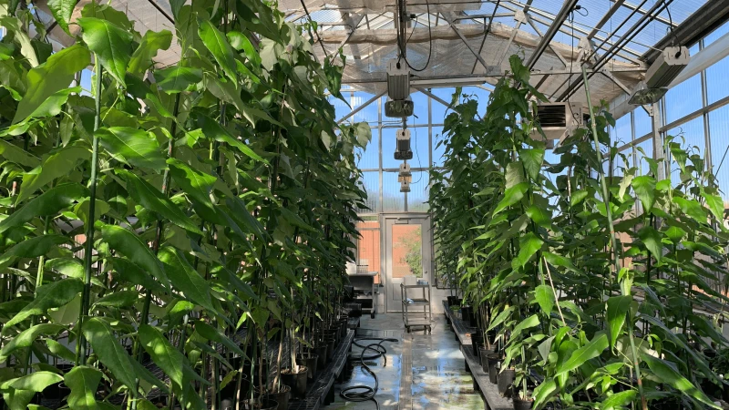 CRISPR-modified poplar trees and wild poplar trees grow in an NC State greenhouse. Credit: Chenmin Yang, NC State University