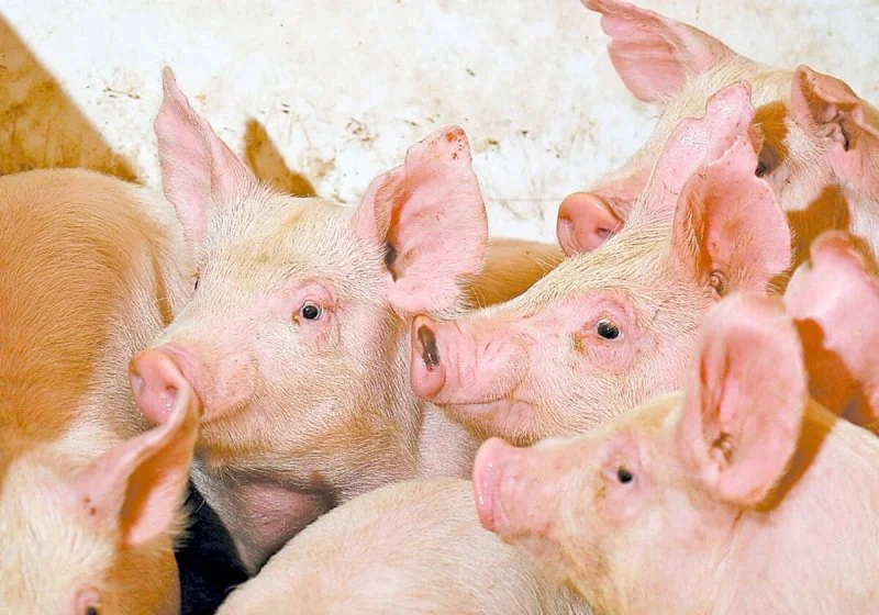 134831_web1_pigs 134831_web1_pigs
