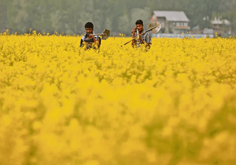 Media reports say Indian farmers could have genetically modified mustard seeds to plant in two years. Credit Reuters/Danish Ismail