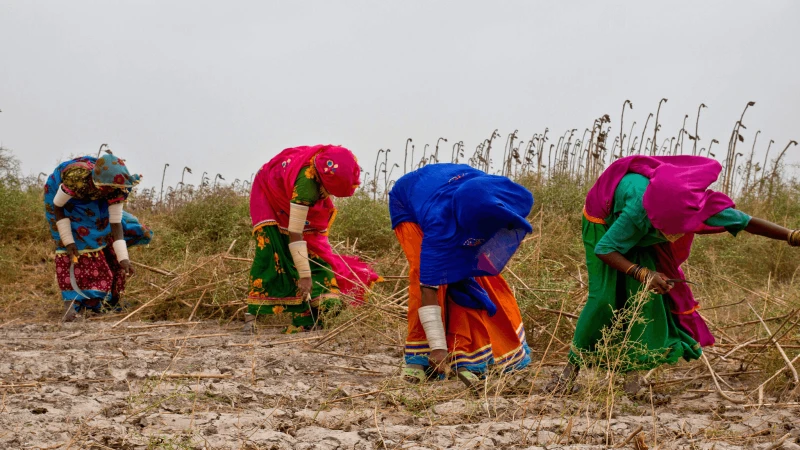 agriculture in pakistan x