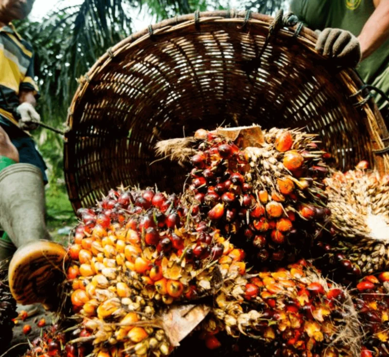 Harvesting palm oil Credit: James Morgan, WWF-International