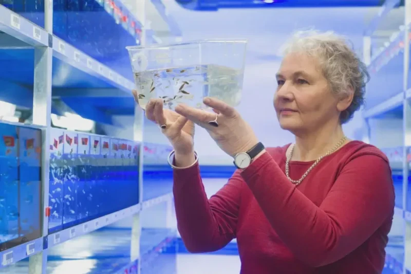 Christiane Nüsslein-Volhard with zebrafish at the Max-Planck Institute. Credit: Nobel Prize Museum