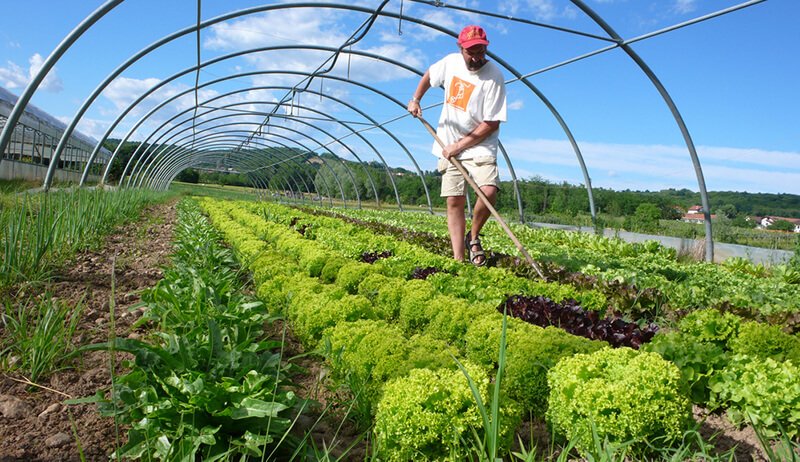 organic-farming organic-farming