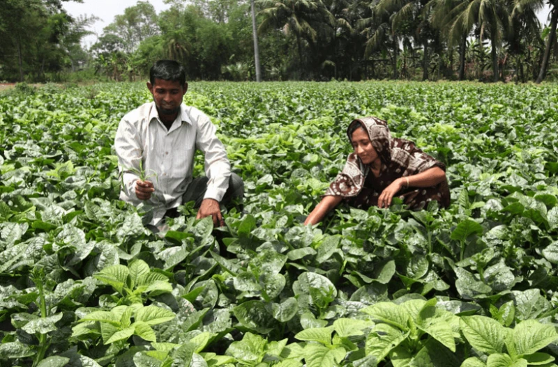 A couple working on their vegetable farm in Khulna, Bangladesh. Credit: Worldfish and M. Yousuf Tushar via Flickr and CC-BY-NC-ND-2.0
