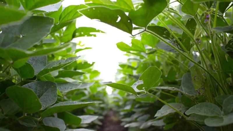 Credit: Haley Ahlers via RIPE Project