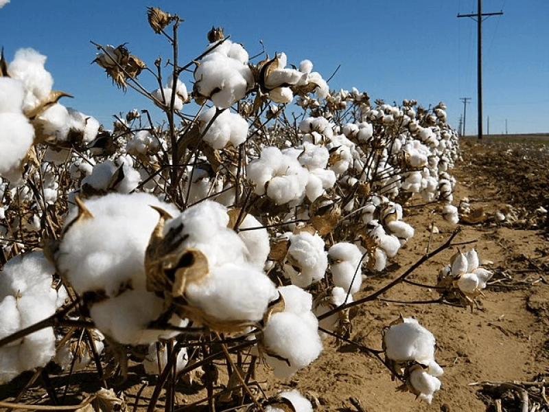 png cotton field Credit: Kimberly Vardeman via CC-BY-2.0