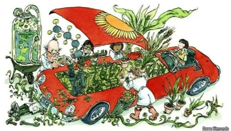 Put a moratorium on the use of biofuels and lift bans on genetic modification of crops, a green campaigning group has urged. Credit: Dave Simonds