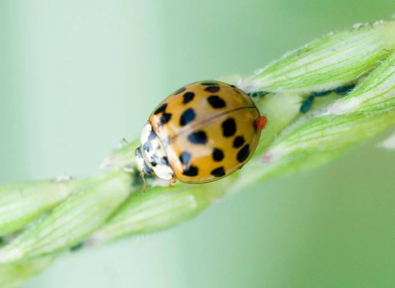 Credit: Edwin Remsberg