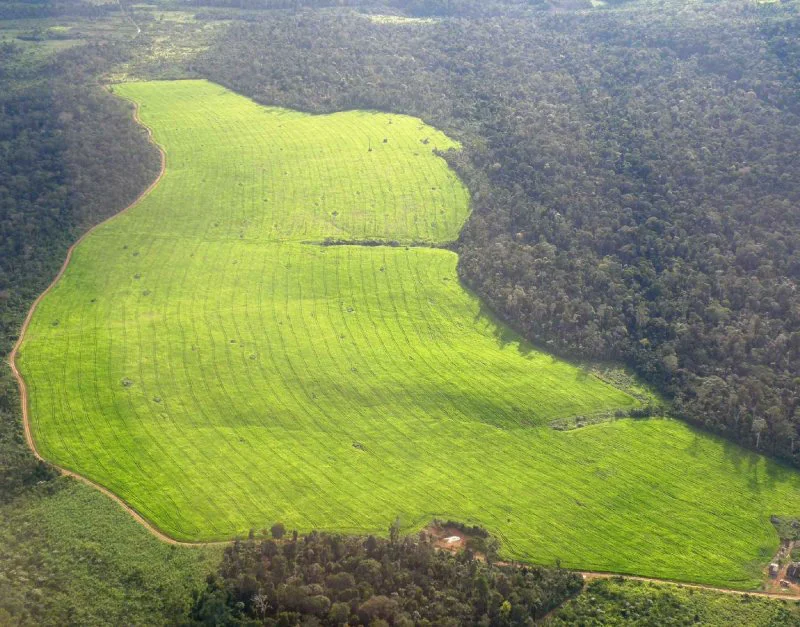 A soy plantation in Santarém, Pará state. Credit: Dudu Dourado