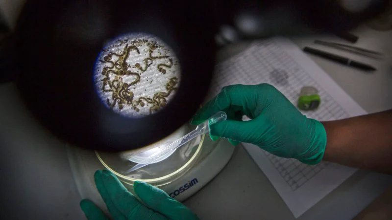 Mosquito larvae under a microscope at a Chinese lab where the insects are infected with a strain of Wolbachia bacteria. Credit: Kevin Frayer via Getty Images