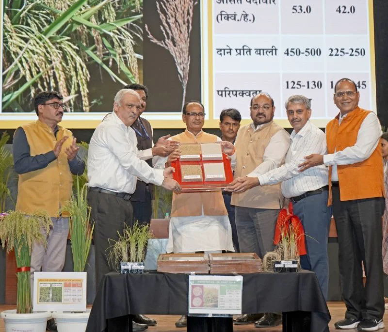 d44151-025-00078-2_50946754 The Union Minister of Agriculture and Farmers Welfare and Rural Development, Shri Shivraj Singh Chouhan attends the Release event of worlds first ever two genome-edited rice varieties - developed in India at Bharat Ratna C. Subramaniam Auditorium, in New Delhi on May 04, 2025.