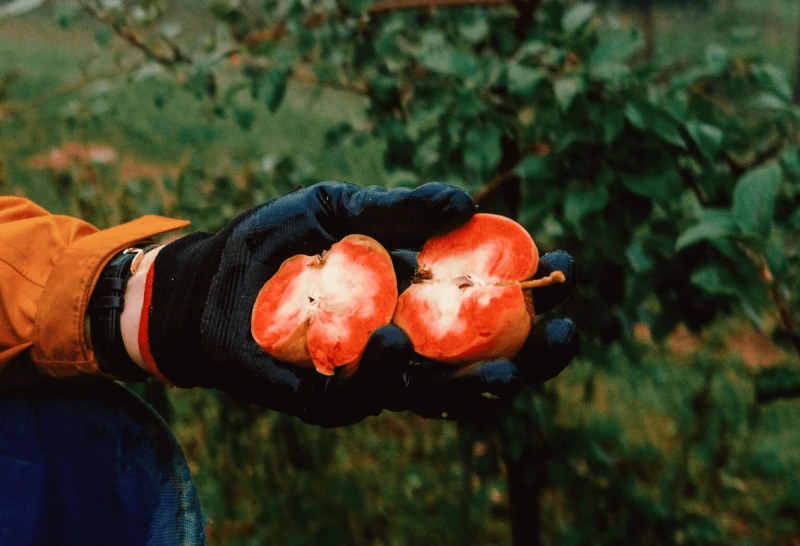 Credit: Paul Atwood/New York Times