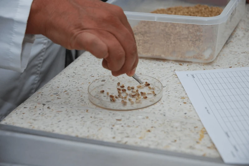 Credit: CIMMYT via CC-BY-NC-SA-2.0