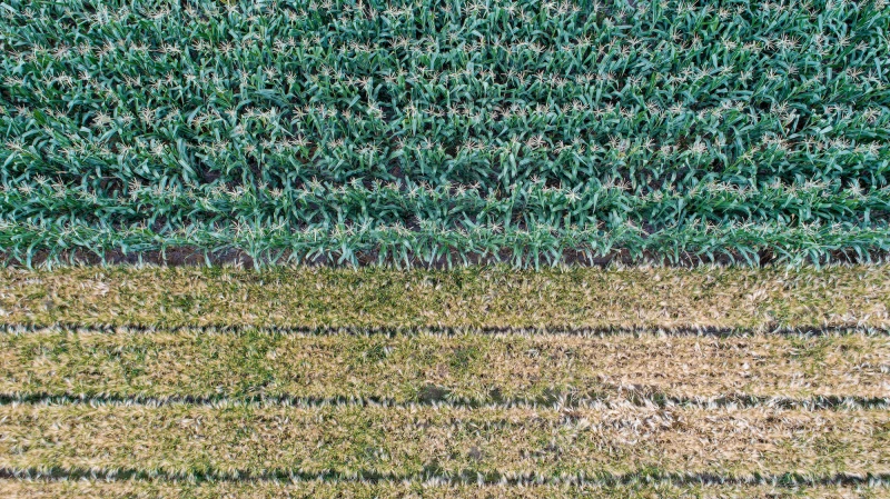 Credit: CIMMYT CC BY-NC-ND 4.0