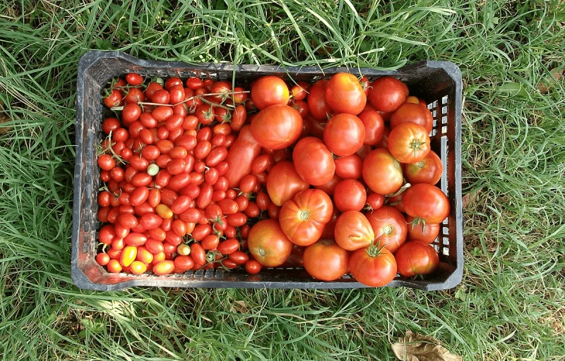 tomato ccc Credit: CosyCobra via CC-BY-SA-4.0