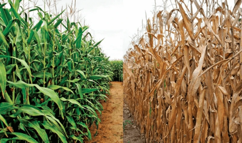 Image source: Biosciences for Farming in Africa