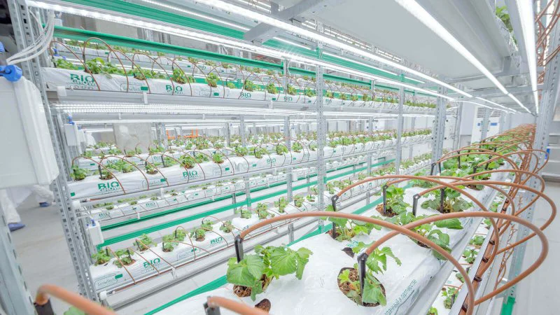 A 10 ton indoor strawberry farm in Novosibirsk, Russia. Credit: iFarm