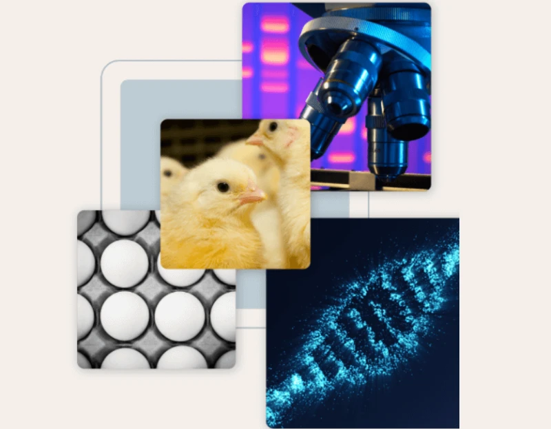 Israeli researchers say they have developed gene-edited hens that lay eggs from which only female chicks hatch. The breakthrough could prevent the slaughter of billions of male chickens each year, which are culled because they don't lay eggs. Credit: HUMINN