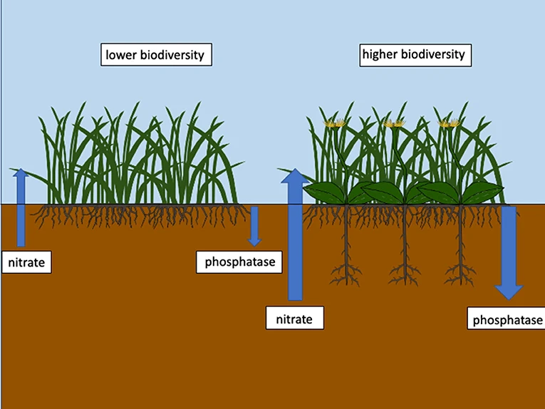 png kids frontiers nitrate phosp roots bio diversity png