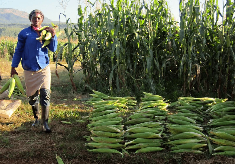 south-africa-farm Credit: Alliance for Science